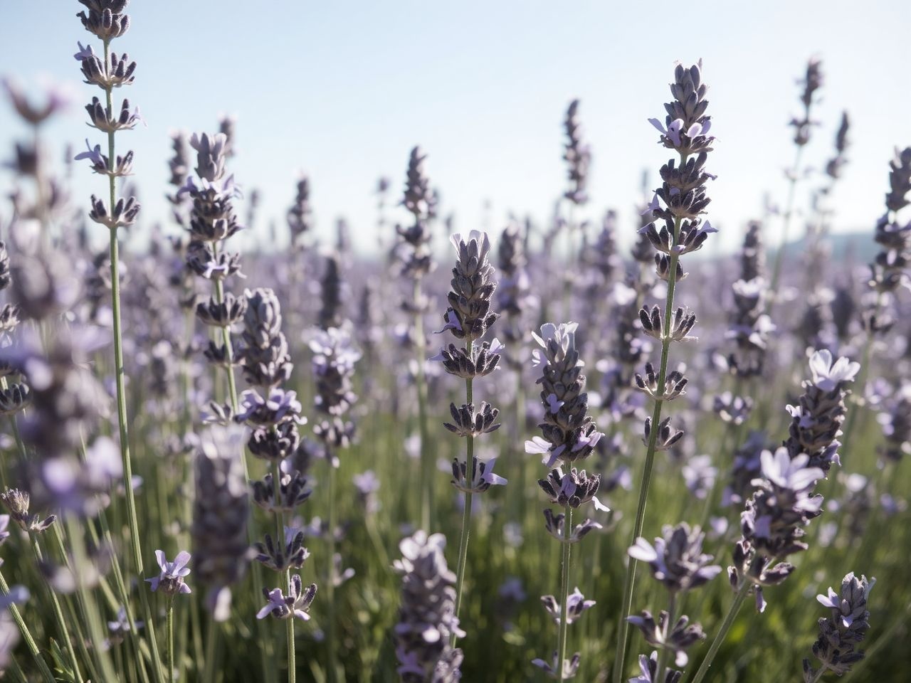 A Lavandula angustifolia lila árnyalatai a hangulatra hatnak.