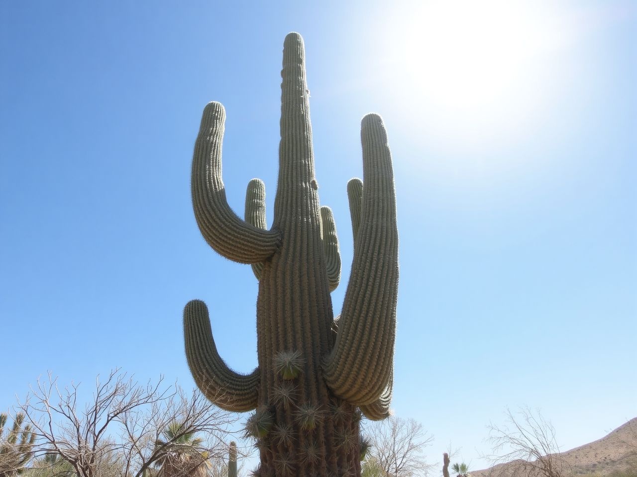 A saguaro több száz évig él, boszorkánygyűrűket hagyva.