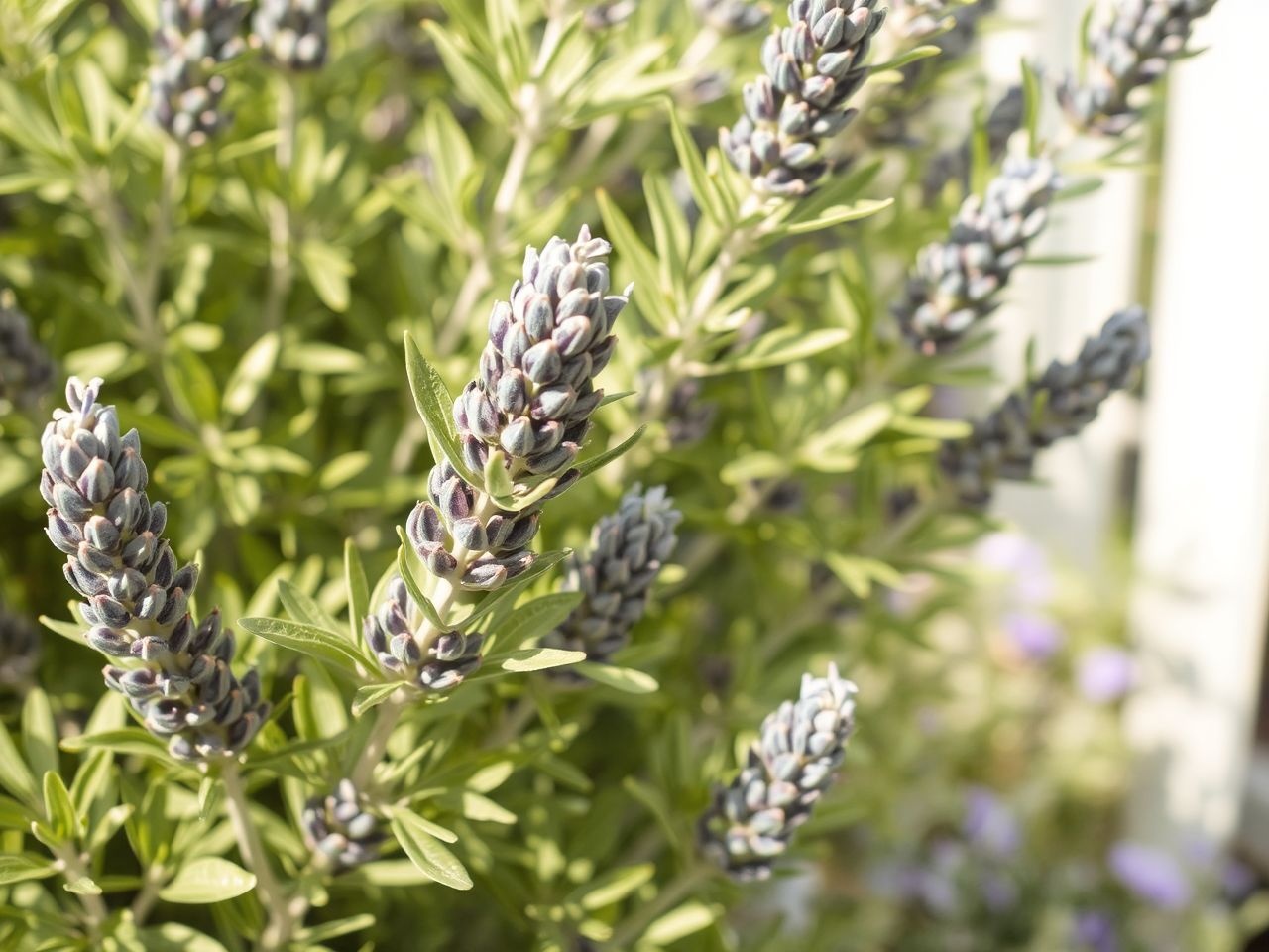 A levendulafát kártevők ellen természetes olajokkal védd meg!