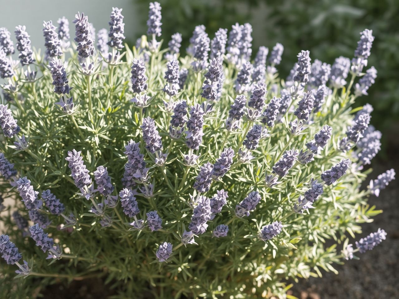 A levendulafa rendszeres metszése évekig megőrzi szépségét.