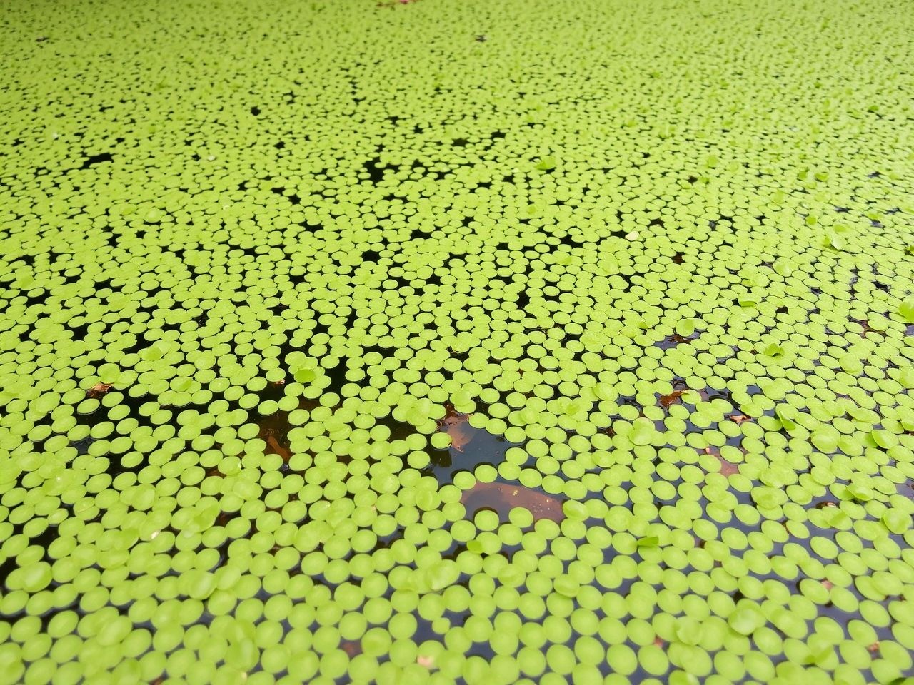 A békalencse túlzott terjedése oxigénhiányt okozhat a vízben.