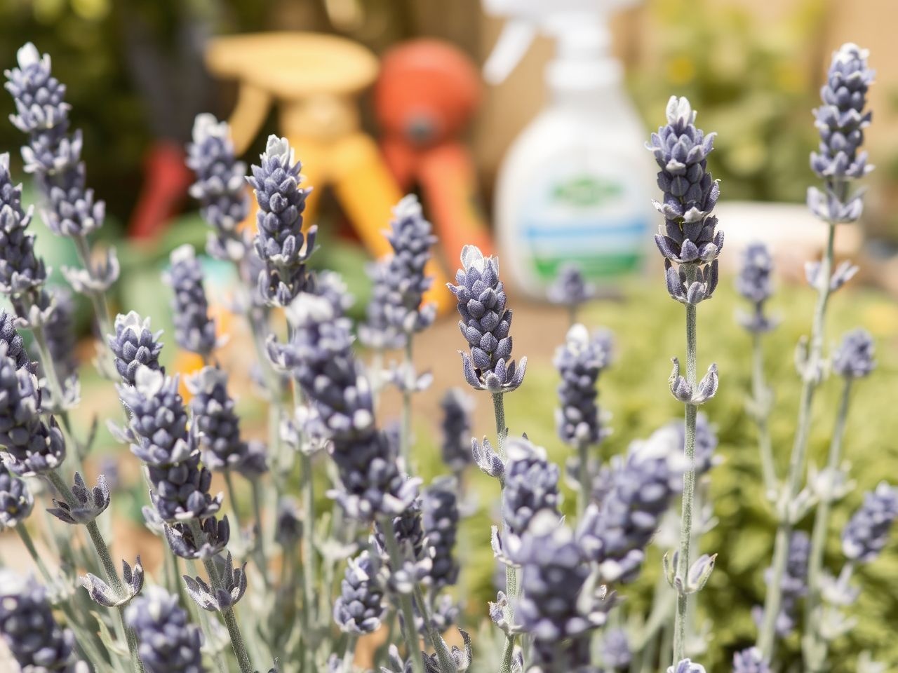 A túlöntözés spanyol levendulánál gyökérrothadást okozhat.