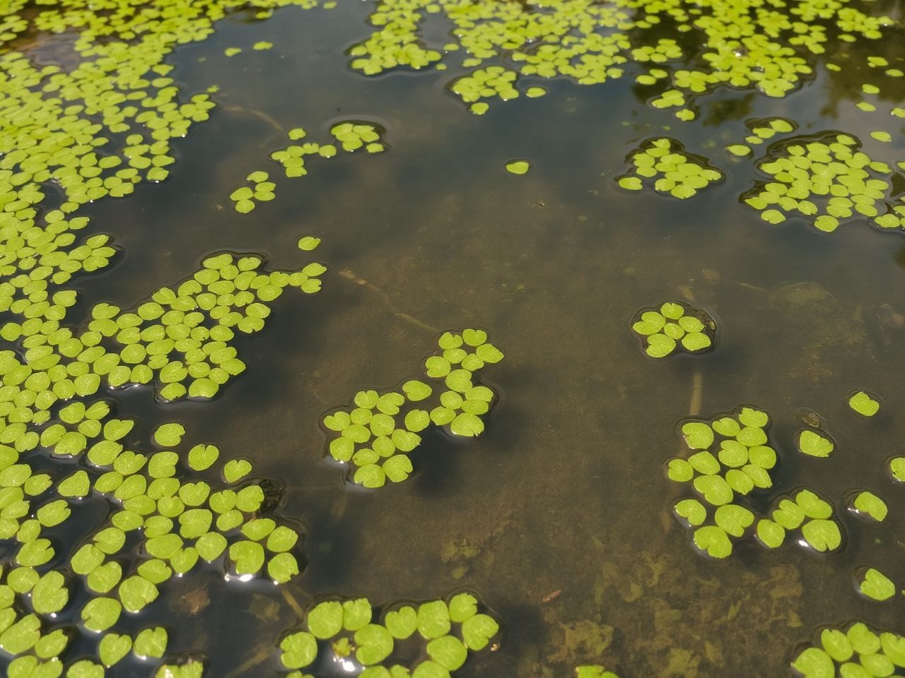 A békalencse gyorsan szaporodik, mégis oxigénszintet javít.
