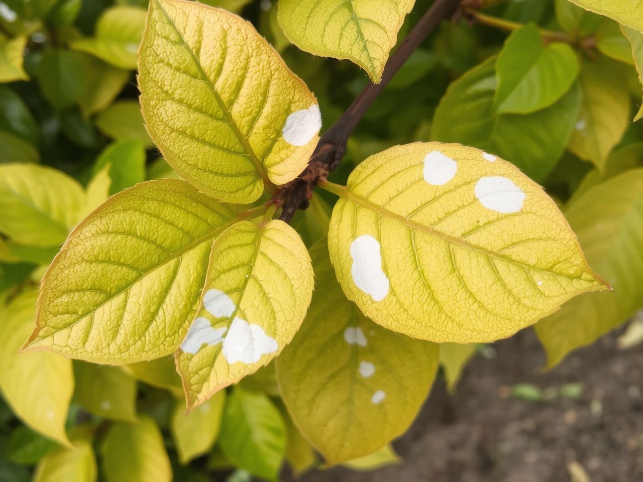 A liszharmat fehér bevonatként fertőzi az őszibarack leveleit.