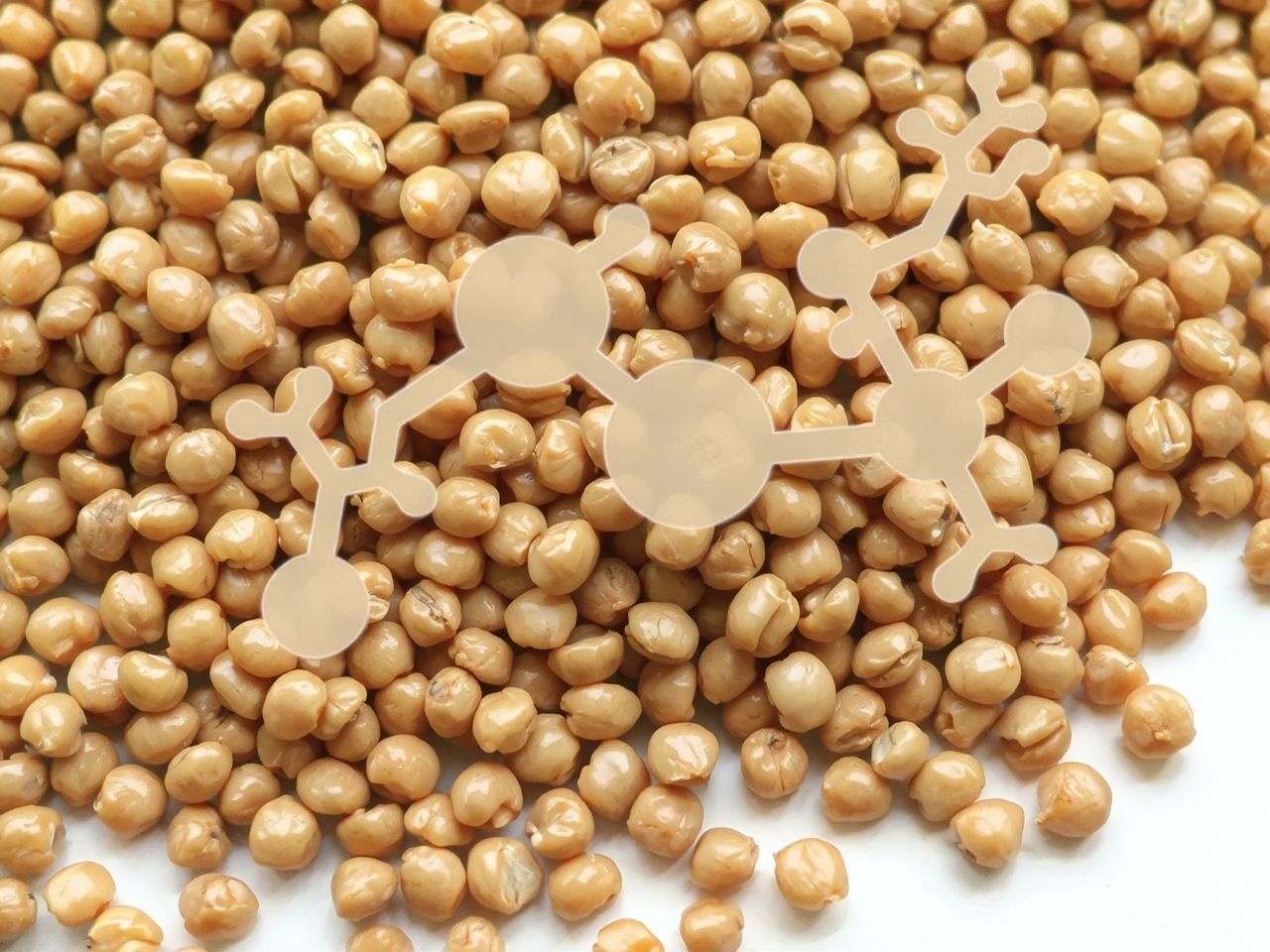 A tripszin inhibitorok megakadályozzák a fehérjék emésztését.