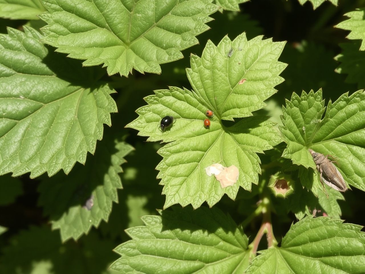 A rendszeres permetezés megakadályozza a málna betegségeit és kártevőit.