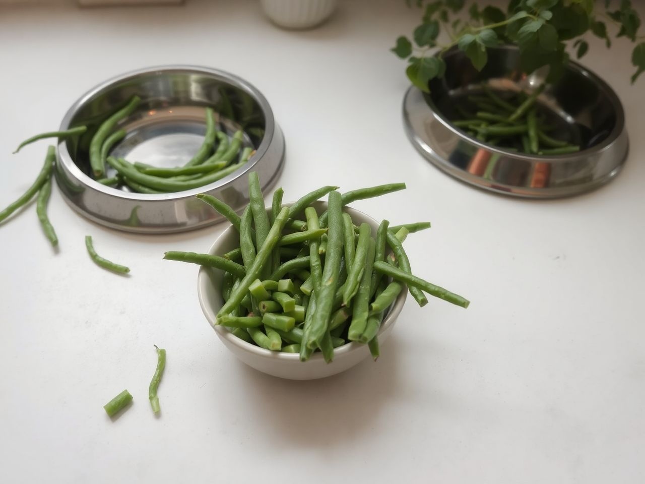 A zöldbab főzve, sózatlanul a legjobb kutyáknak adni.